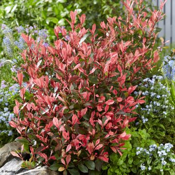 Photinia  fraseri Little Fenna - Christmas Berry