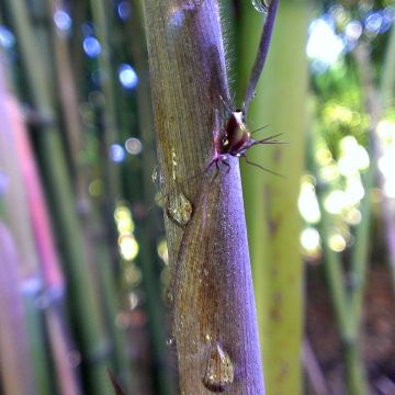 Phyllostachys nigra Megurochiku - Black Bamboo