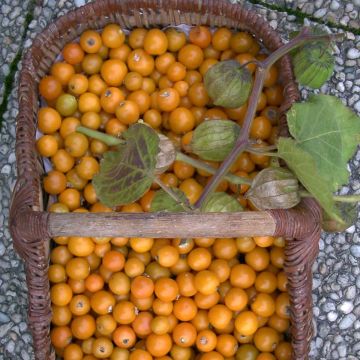 Physalis peruviana