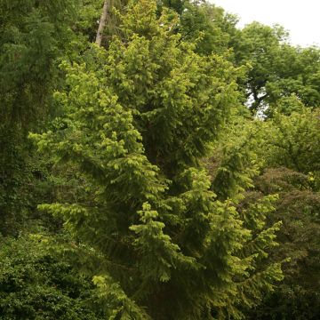Picea abies Aurea Magnifica - Norway spruce