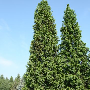 Picea abies Cupressina - Norway spruce