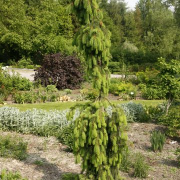 Picea abies Krasickiana - Weeping Norway spruce