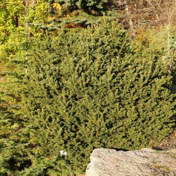 Picea abies Ohlendorffii - Norway spruce