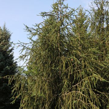 Picea abies Virgata - Snake fir
