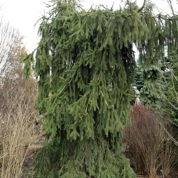 Picea abies Wartburg - Norway spruce