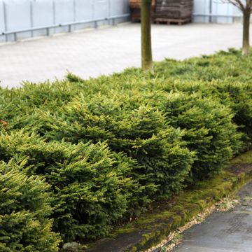 Picea abies Zagwiżdże - Dwarf Norway spruce