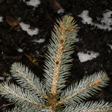 Picea chihuahuana - Chihuahua spruce