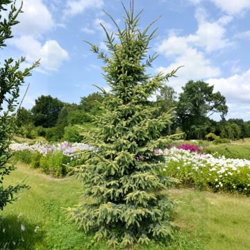 Picea mariana Aurea - Black Spruce
