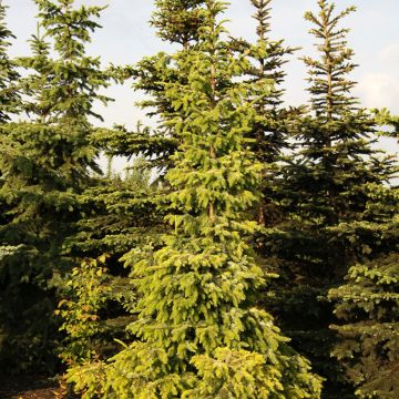 Picea omorika Aurea - Siberian spruce