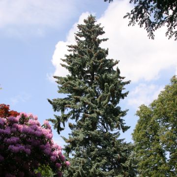 Picea pungens - Colorado blue spruce