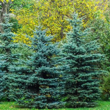 Picea pungens Iseli Fastigiate - Blue Spruce