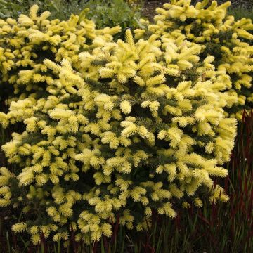 Picea pungens Maigold - Blue Spruce