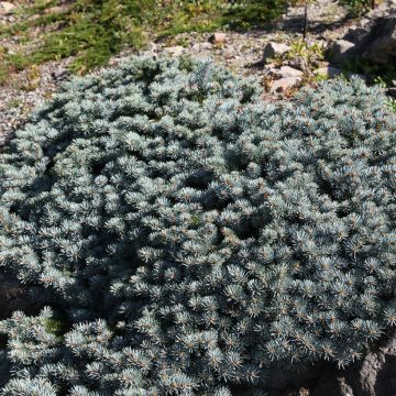 Picea pungens Saint Mary's Broom - Blue spruce
