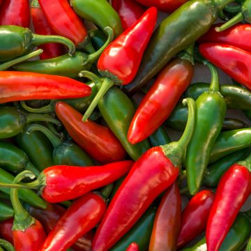 Piment doux Spadi HF1 (Création Vilmorin)  - Vilmorin
