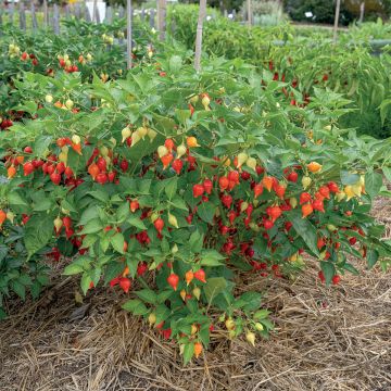 Biquinho, Button Red - Capsicum frutescens