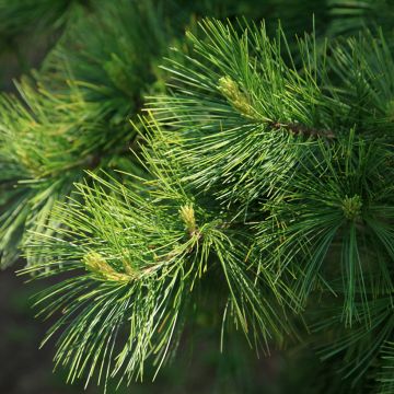 Pinus armandii - Chinese white pine