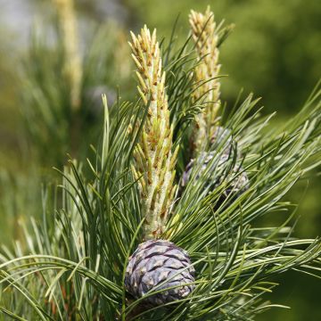 Pinus cembra - Arolla pine, Swiss stone pine