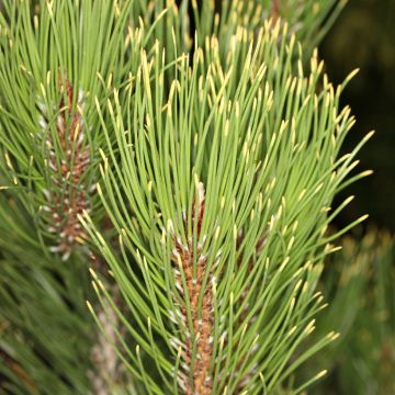 Pinus heldreichii Aureospicata - Bosnian pine