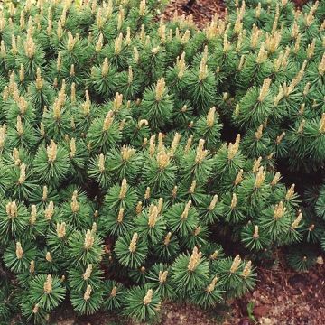 Pinus mugo Humpy - Dwarf Mountain Pine