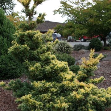 Pinus parviflora Goldilocks - Japanese white pine