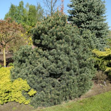 Pinus sylvestris Beuvronensis - Dwarf scots pine