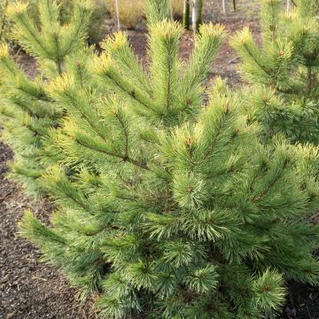 Pinus sylvestris Wintergold - Scots pine