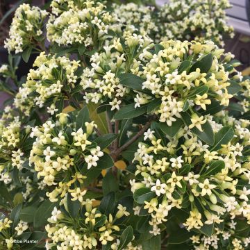 Pittosporum tobira x heterophyllum Green Mound - Japanese pittosporum Pittosporum tobira x heterophyllum Green Mound - Japanese pittosporum