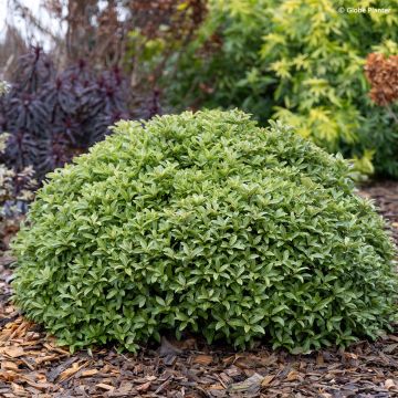 Pittosporum tenuifolium 'Lapitty' Orbitea - Pittospore à petites feuilles Orbitea