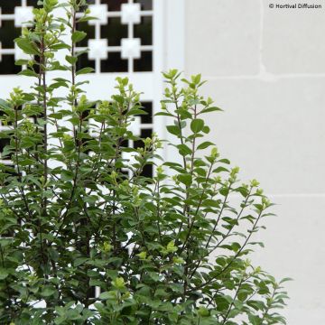 Pittosporum tenuifolium Irish Luck - Kohuhu
