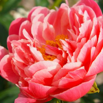 Paeonia lactiflora Coral Sunset - Garden Peony