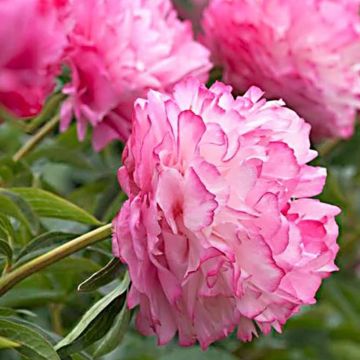 Paeonia x lactiflora Joker - Chinese Peony