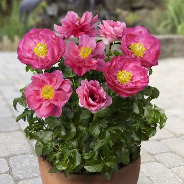 Paeonia lactiflora Athens (Patio Peony Series) - Dwarf Peony Paeonia lactiflora Athens (Patio Peony Series) - Dwarf Peony