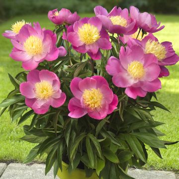 Paeonia lactiflora Kiev (Patio Peony Series) - Dwarf Peony Paeonia lactiflora Kiev (Patio Peony Series) - Dwarf Peony
