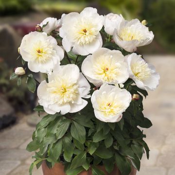 Paeonia x lactiflora Madrid - Chinese Peony