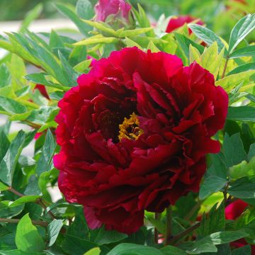 Paeonia x suffruticosa The Best Inkstone - Tree peony Paeonia x suffruticosa The Best Inkstone - Tree peony