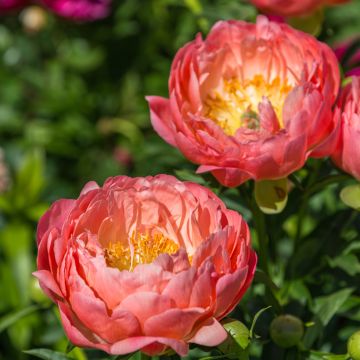 Paeonia lactiflora Pink Hawaiian Coral
