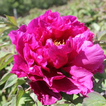 Paeonia x suffruticosa Shimadaijin - Tree peony