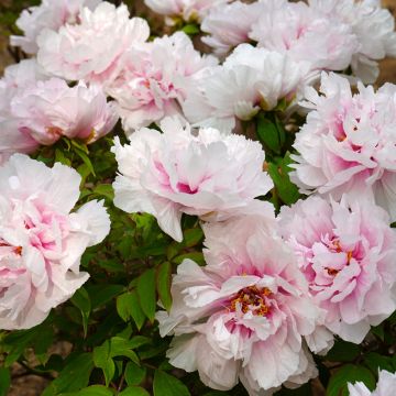 Paeonia x suffruticosa Xue Ying Tao Hua - Tree peony