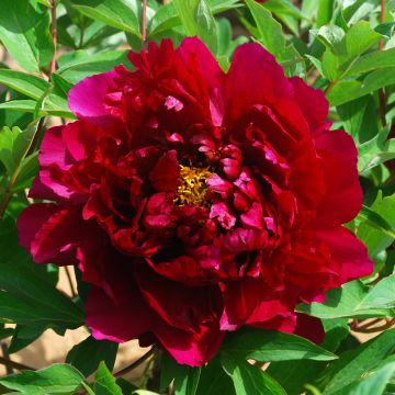 Paeonia suffruticosa Zhu Guang Mo Run - Tree peony