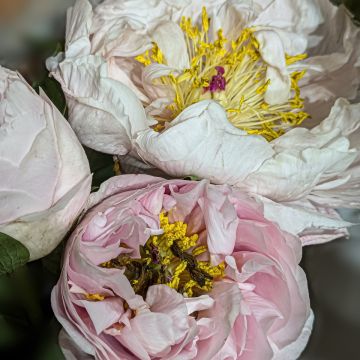 Paeonia lactiflora Blushing Princess