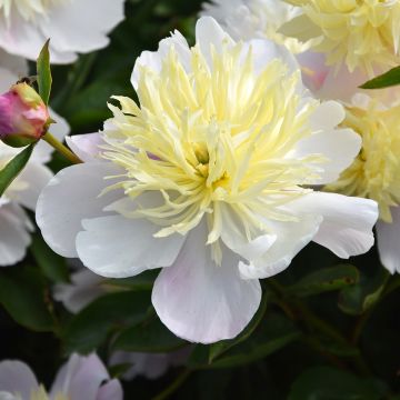 Paeonia lactiflora Butter Bowl - Peony
