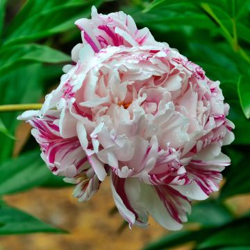 Paeonia lactiflora Candy Stripe