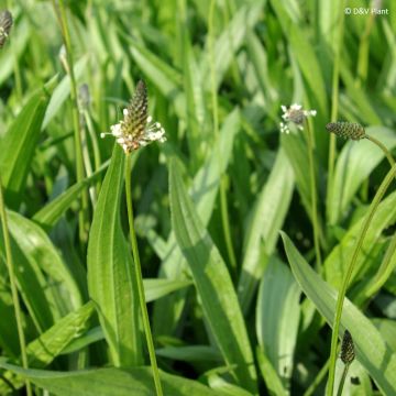Ribwort Plantain - Plantago lanceolata