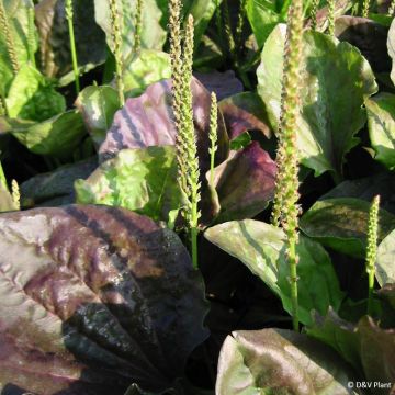 Plantago major Atropurpurea