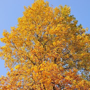 Platanus orientalis - Oriental plane Platanus orientalis - Oriental plane