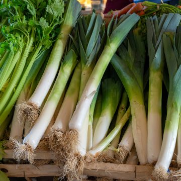Allium porrum Atal seeds - Leek