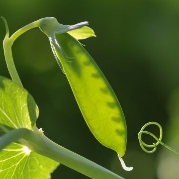 Pois mangetout Carouby de Maussane - Vilmorin