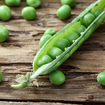 Pois nain à grain ridé Merveille de Kelvedon - Vilmorin