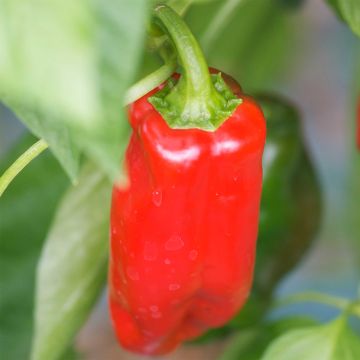 Sweet Pepper Marconi Rosso - Ferme de Sainte Marthe Seeds