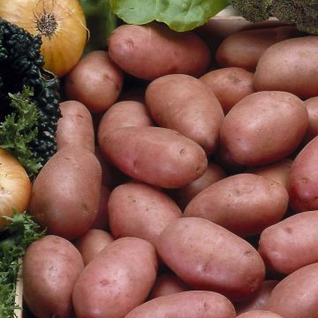Potatoes Rosabelle